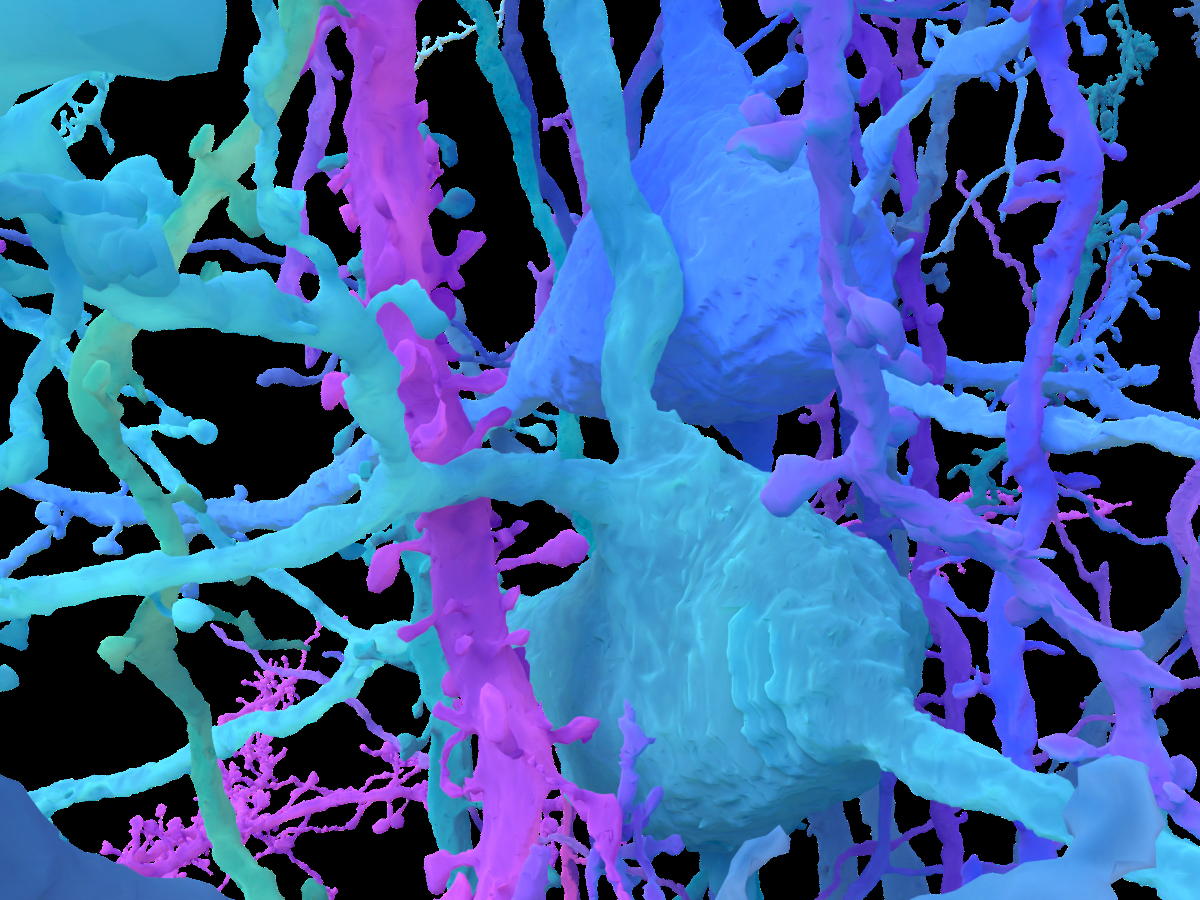 Perplexing pyramidals